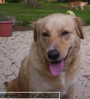 Avem nevoie de vointa! - Cand trec pe langa un animalut prafuit - sos animale