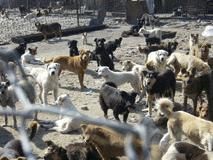 spre deosebire de rasfatatii din animalele fara stapin nu vor simti prea mult dragostea oamenilor.