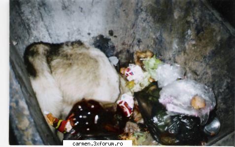 Ce se intampla la Navodari - carmenmol - MESAJE