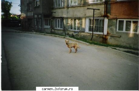 Ce se intampla la Navodari - carmenmol - MESAJE