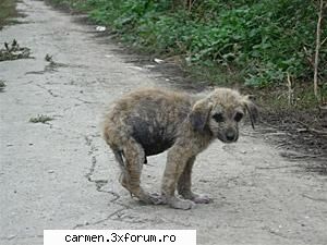 pentru cei mai fericiti dintre acestia terenurile virane reprezinta un loc de odihna, dar multi cad