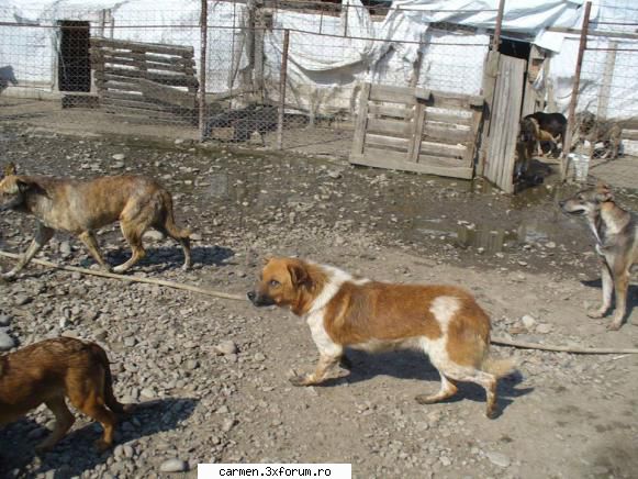 este atat de urat in curtea noastra, dar sa stiti ca macar nu ne este frig, nu ne ploua si avem