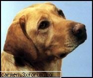 caine=prieten - Sunt o mare iubitoare de animale. Consider ca a - caini comunitari