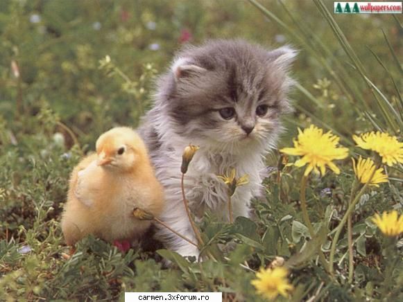:)  :)  :) imagini